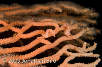 Pygmy Seahorse [Hippocampus bargibanti]