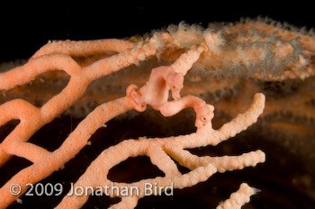 Pygmy Seahorse [Hippocampus bargibanti]