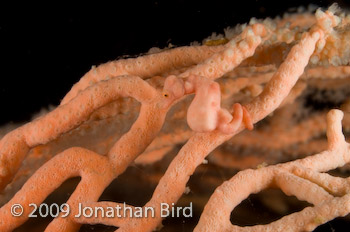 Pygmy Seahorse [Hippocampus bargibanti]