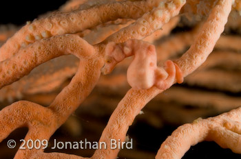 Pygmy Seahorse [Hippocampus bargibanti]