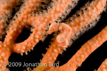 Pygmy Seahorse [Hippocampus bargibanti]