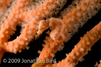 Pygmy Seahorse [Hippocampus bargibanti]