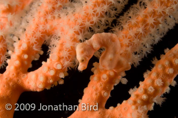 Pygmy Seahorse [Hippocampus bargibanti]