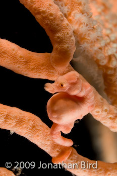 Pygmy Seahorse [Hippocampus bargibanti]