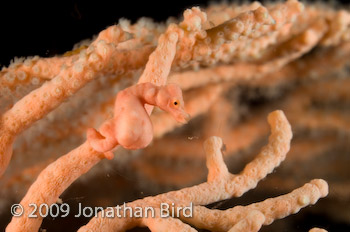 Pygmy Seahorse [Hippocampus bargibanti]