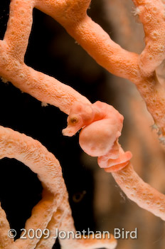 Pygmy Seahorse [Hippocampus bargibanti]