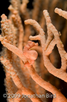 Pygmy Seahorse [Hippocampus bargibanti]