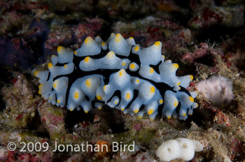  Nudibranch [Phyllidia varicosa]