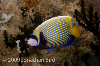 Emporer Angelfish [Pomocanthus imperator]