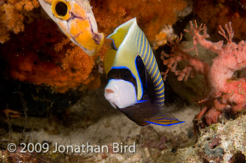 Emporer Angelfish [Pomocanthus imperator]