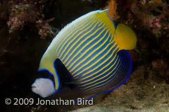 Emporer Angelfish [Pomocanthus imperator]