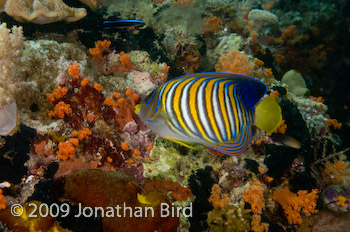 Regal Angelfish [Pygoplites diacanthus]