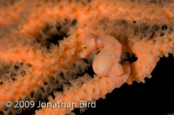 Pygmy Seahorse [Hippocampus bargibanti]