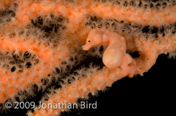 Pygmy Seahorse [Hippocampus bargibanti]