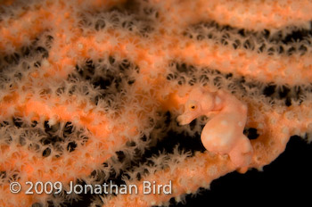 Pygmy Seahorse [Hippocampus bargibanti]