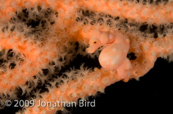 Pygmy Seahorse [Hippocampus bargibanti]