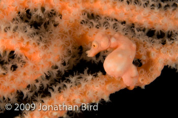 Pygmy Seahorse [Hippocampus bargibanti]