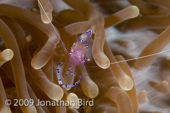 Cleaner Shrimp [--]