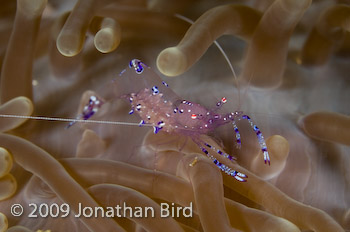 Cleaner Shrimp [--]