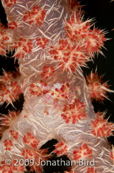 Soft coral Crab [Hoplophrys oatesii]
