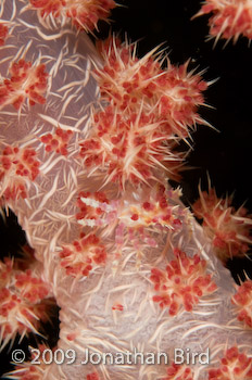 Soft coral Crab [Hoplophrys oatesii]