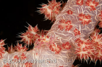 Soft coral Crab [Hoplophrys oatesii]