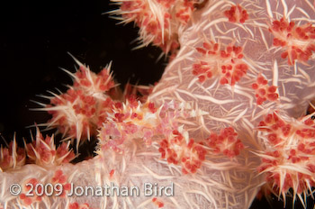 Soft coral Crab [Hoplophrys oatesii]