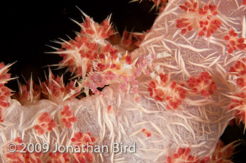 Soft coral Crab [Hoplophrys oatesii]