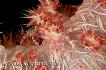 Soft coral Crab [Hoplophrys oatesii]