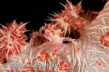 Soft coral Crab [Hoplophrys oatesii]