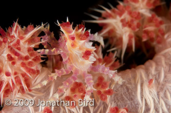 Soft coral Crab [Hoplophrys oatesii]