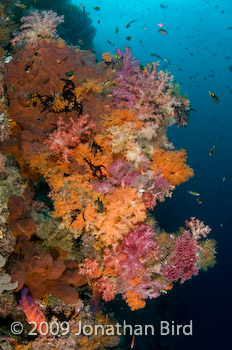 Coral Reef [--]