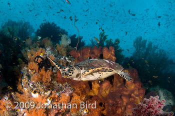 Hawksbill Sea turtle [Eretmochelys imbricata]