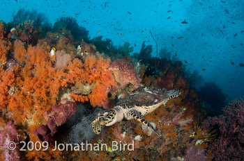 Hawksbill Sea turtle [Eretmochelys imbricata]