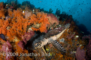 Hawksbill Sea turtle [Eretmochelys imbricata]