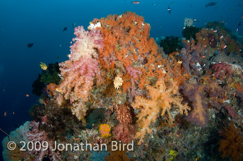 Coral Reef [--]