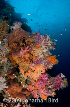 Coral Reef [--]