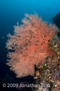 Coral Reef [--]