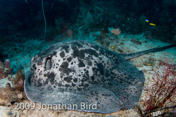 Marbled Ray [Taeniura meyeni]