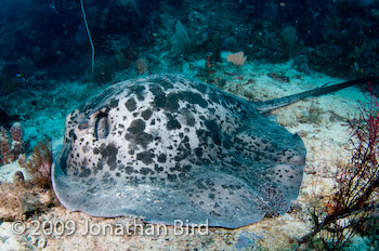 Marbled Ray [Taeniura meyeni]