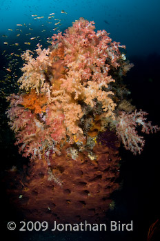 Coral Reef [--]