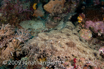 Tasselled Wobbegong Shark [Eurocrossorhinus dasypogon]