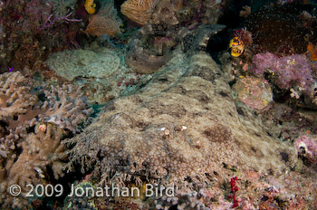 Tasselled Wobbegong Shark [Eurocrossorhinus dasypogon]