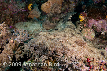 Tasselled Wobbegong Shark [Eurocrossorhinus dasypogon]