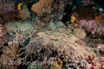 Tasselled Wobbegong Shark [Eurocrossorhinus dasypogon]