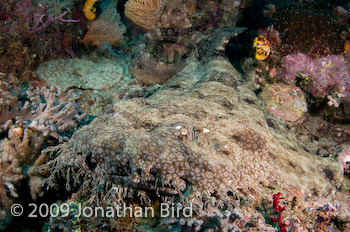 Tasselled Wobbegong Shark [Eurocrossorhinus dasypogon]