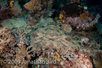 Tasselled Wobbegong Shark [Eurocrossorhinus dasypogon]