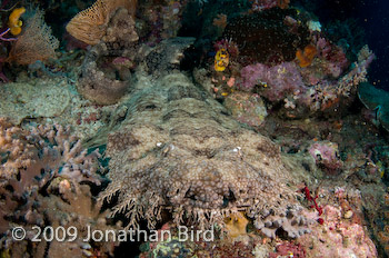 Tasselled Wobbegong Shark [Eurocrossorhinus dasypogon]