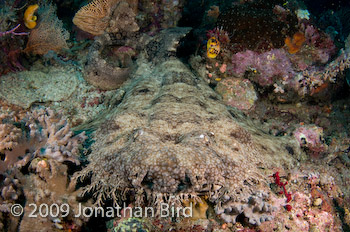 Tasselled Wobbegong Shark [Eurocrossorhinus dasypogon]