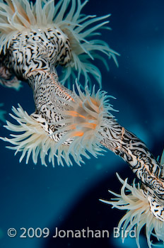 sea whip Anemone [--]